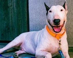 Update: Dog left tied to pole ahead of Hurricane Milton now in safe hands and has a fitting new name