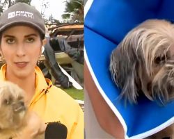 Dog miraculously pulled from Hurricane Milton rubble during live news segment
