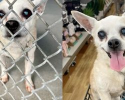 Woman Adopts 18-Year-Old Senior Dog Dumped by Owners, Makes His Final Days Magical