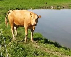 Cow’s strange behavior catches man’s attention