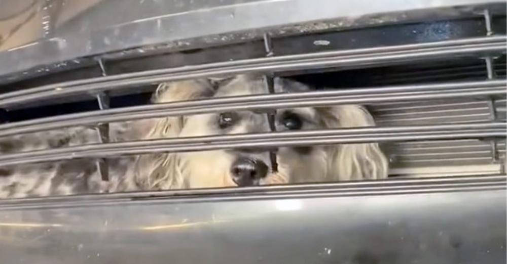 Dog found stuck in car grille after collision: see auto crew’s “miracle” rescue