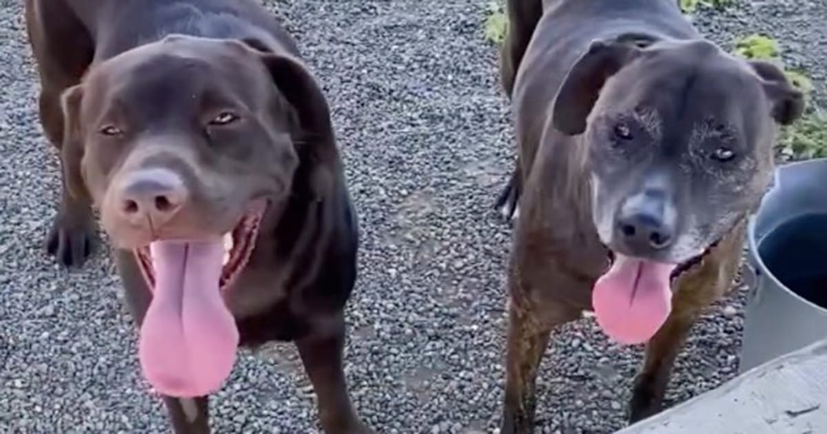 Family surrenders dog to shelter and asks for him to be put down — then they realize he’s not alone