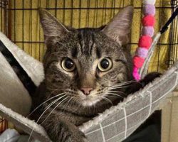 Injured Texas shelter cat was about to have her leg amputated — then came a miracle