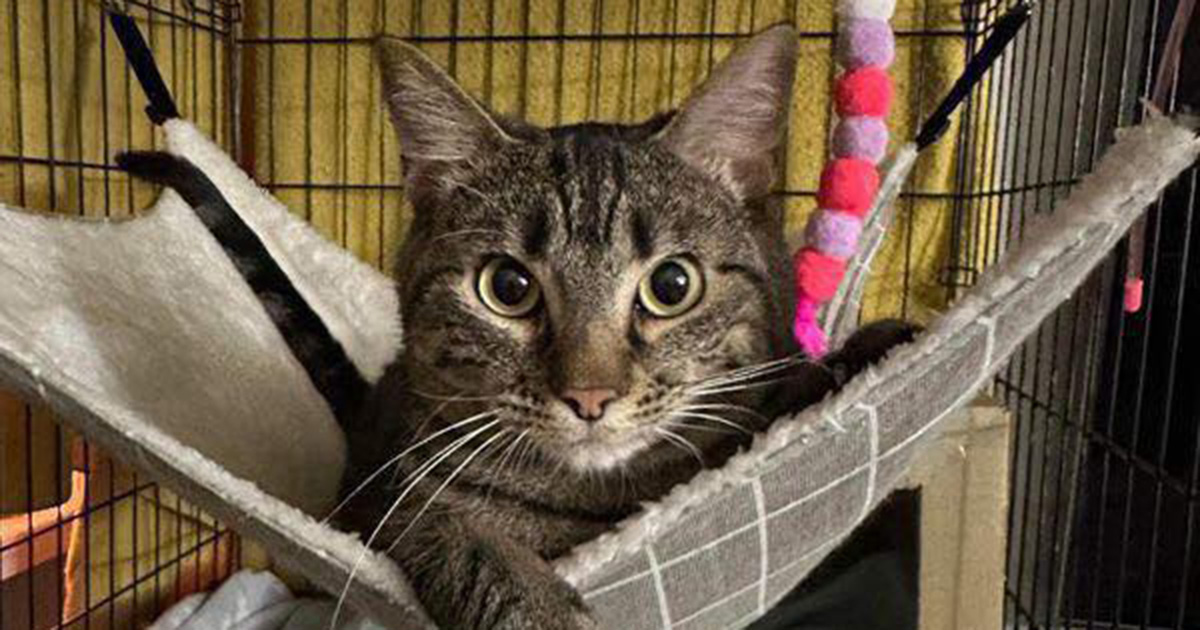 Injured Texas shelter cat was about to have her leg amputated — then came a miracle