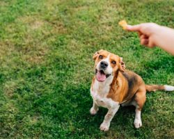 Man builds free dog treat dispenser out of gumball machine, becomes hit of the neighborhood