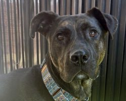 Dog ended up in shelter after owner was “tragically killed,” still looking for home after 100 days