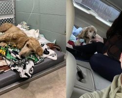 Selfless Couple Spends Wedding Savings to Rescue Injured Dog After Hit-and Run