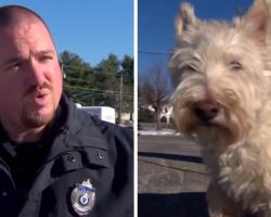 Tiny Dog Runs Up To Police Officer And Starts Barking Loudly, Begged Cop To Follow Him