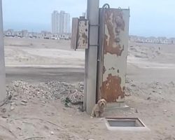 Tiny Dog Sits Howling Next To A Hole Until Someone Looks Inside