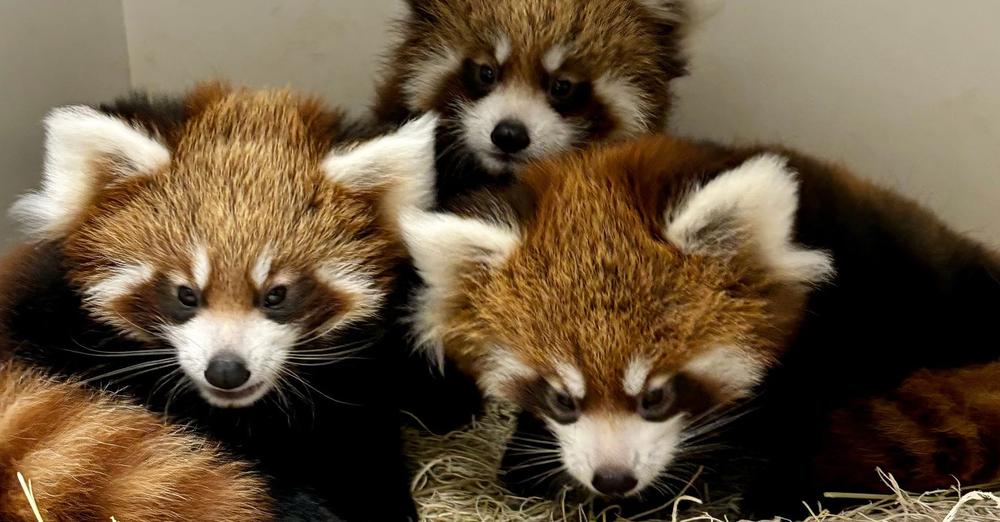 Endangered red panda triplets born at zoo — welcome to the world
