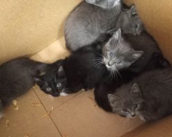 Shelter finds 7 cats left up in taped-up box with no air holes — now they’re getting a second chance