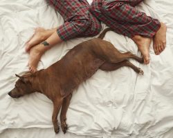 Man wants break-up after girlfriend objects to dog sleeping in their bed — internet reacts