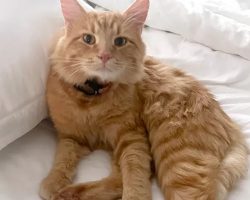 Cat left paralyzed after being shot in the spine: “devastated” family looking for answers