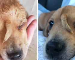 Happy ending for dumped ‘unicorn’ puppy with tail growing from its head