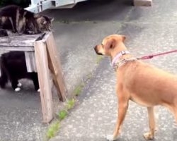 Cat Is A Hero By Defending Her Canine Friend Against The Neighborhood Bully
