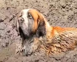 11-Man Bachelor Party Rescues Dog Stuck in Mud, Capturing Media Attention