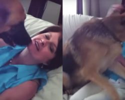German Shepherd Can’t Hide How Much He Misses His Mom