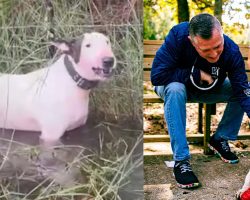 Trooper, dog tied up to pole in path of Hurricane Milton, has been adopted to great new home