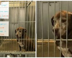 Lonely dog waits in shelter for over 7 years, begs someone to give her a ‘second chance’