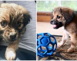 Dog born with a short spine was nearly euthanized as a puppy, but is now thriving as internet star