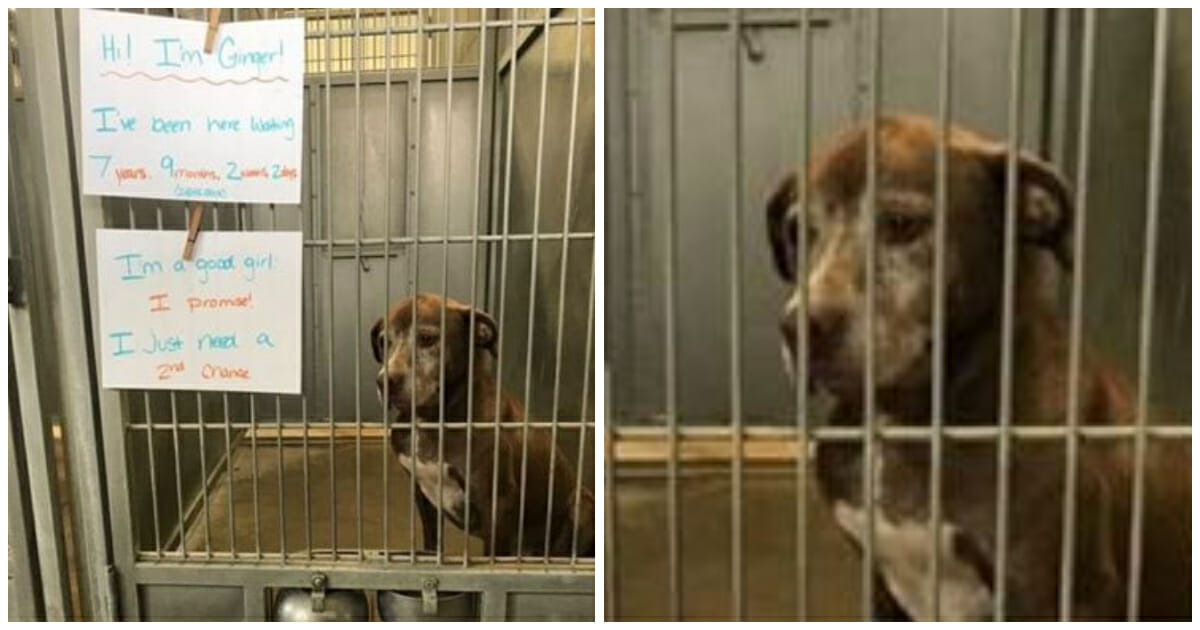 Lonely dog waits in shelter for over 7 years, begs someone to give her a ‘second chance’