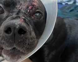 Dog survived being shot in the head at close range: recovering as authorities search for shooter