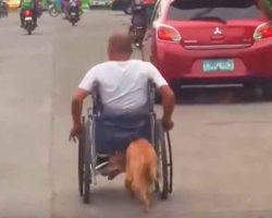 Strangers watch as dog sneaks up behind man in wheelchair – the photos now have internet fired up