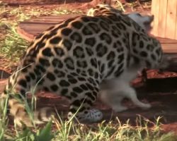 Aggressive jaguar attacks dog, but what happens next leaves everyone in shock