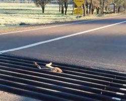 Man finds helpless animal stuck in the way – jumps out of car and acts immediately