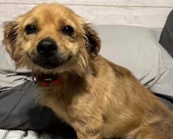 Tiny Dog Can’t Stop Smiling At Everybody After Being Rescued