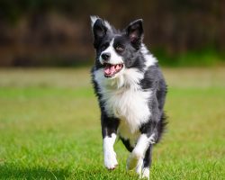 Missing sheepdog returns with a heartwarming surprise