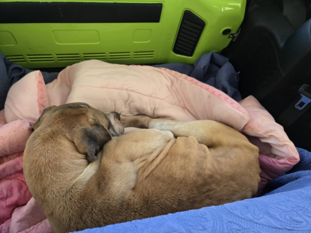 Dog Rescued and Rushed to Vet After Owner Left Him Outside in Freezing Conditions