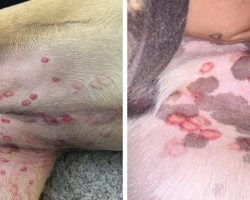 Vet reveals why red bites are appearing on dogs’ stomachs