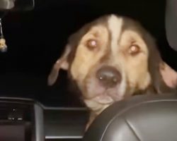 Stray Picks His Mom By Sneaking In Her Garage And Jumping Into Her Car