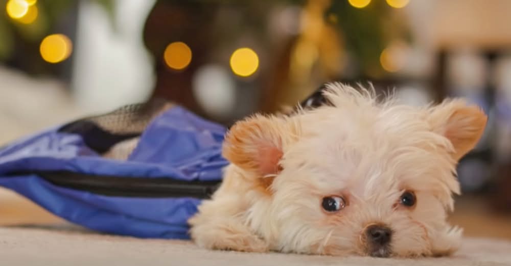 Lady Intervenes ‘Mere Moments’ Before Sick Tiny Puppy’s Set To Be Disposed Of