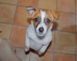 Man Drove Back To Puppy Whose ‘Pitiful’ Face Haunted Him All Day