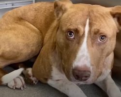 Pup Stayed As Far Away From His Family As He Could, Then They ‘Figured It Out’