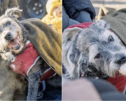 Dog’s Sendoff Was An Upbeat Celebration Filled With Everything She Loved