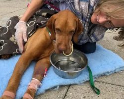Pet Owner Issues Urgent Warning After Dog Tragically Dies from Eating Brownies Containing Sugar Substitute