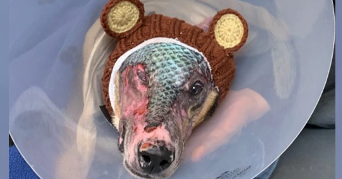 Alaska dog burned in devastating fire makes miraculous recovery