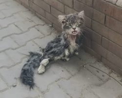 Paralyzed cat left to fend for herself on the streets
