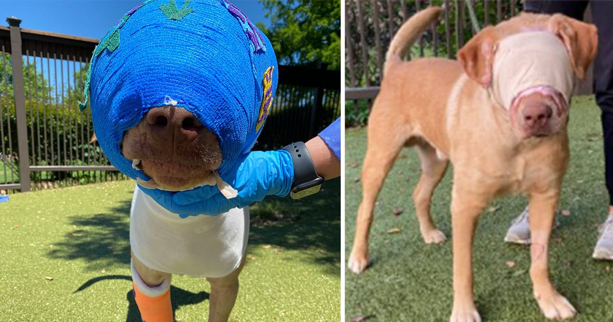 Buddy was cruelly set on fire and strangled with an extension cord – but look at him today