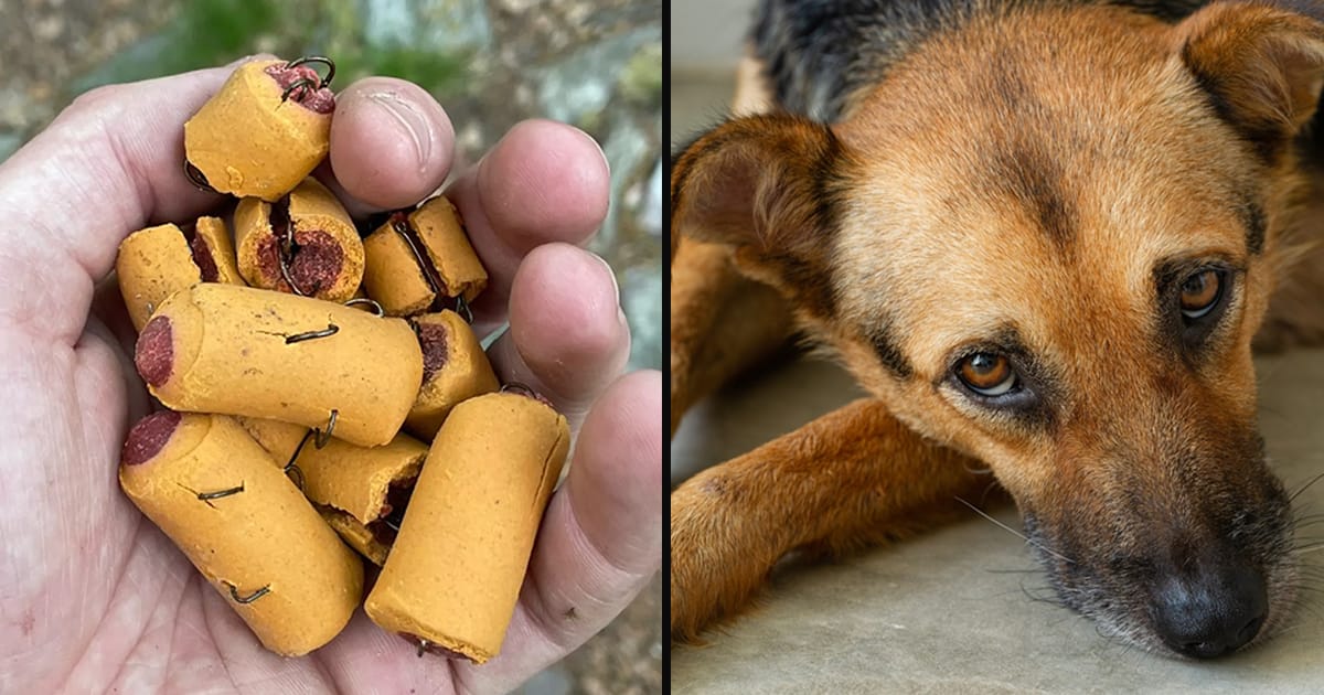 Fishhooks hidden in dog treats endanger pets and wildlife on popular trail