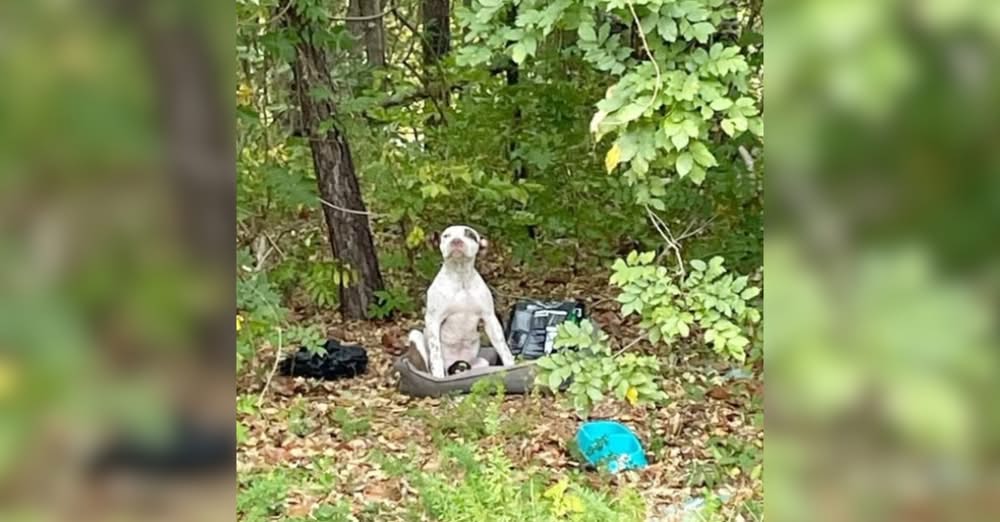 Puppy Abandoned in the Woods With His Belongings Waits Patiently for Rescue