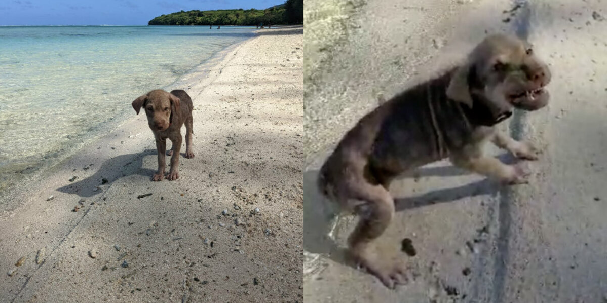 Terrified Puppy Found on Beach Blossoms Into the Sweetest, Most Confident Companion