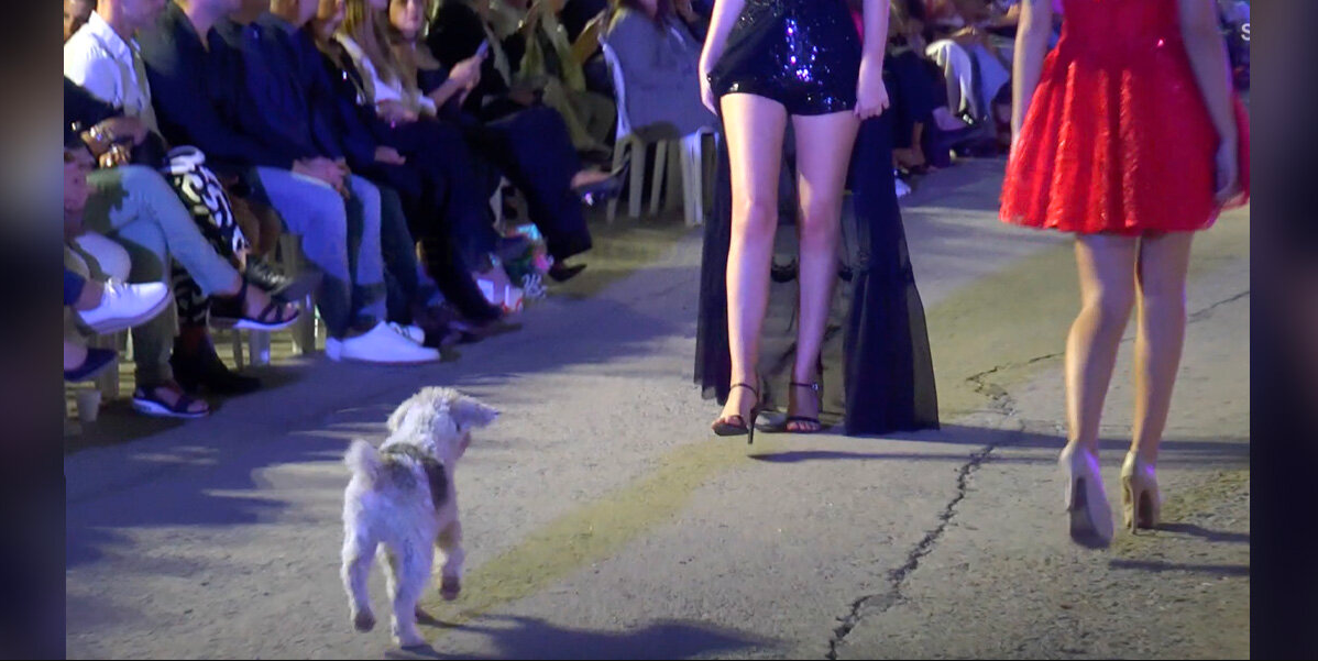 Adorable Dog Crashes Fashion Show and Steals the Spotlight With Tug-Of-War Stunt