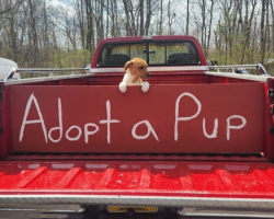 One Puppy Was Left Behind — But Her Rescuers Refuse to Give Up on Her