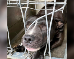 Lonely Shelter Dog Tries To Squeeze Through Kennel Bars Just For a Little Love