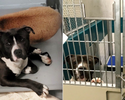 Shelter Goat Refuses to Leave Her Dog Best Friend’s Side — And Now They Have a Forever Home Together