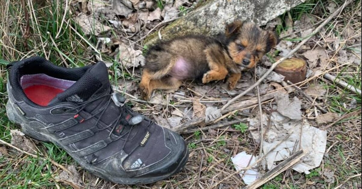 Man Finds Puppy Sleeping In A Shoe — And Changes Her Life Forever